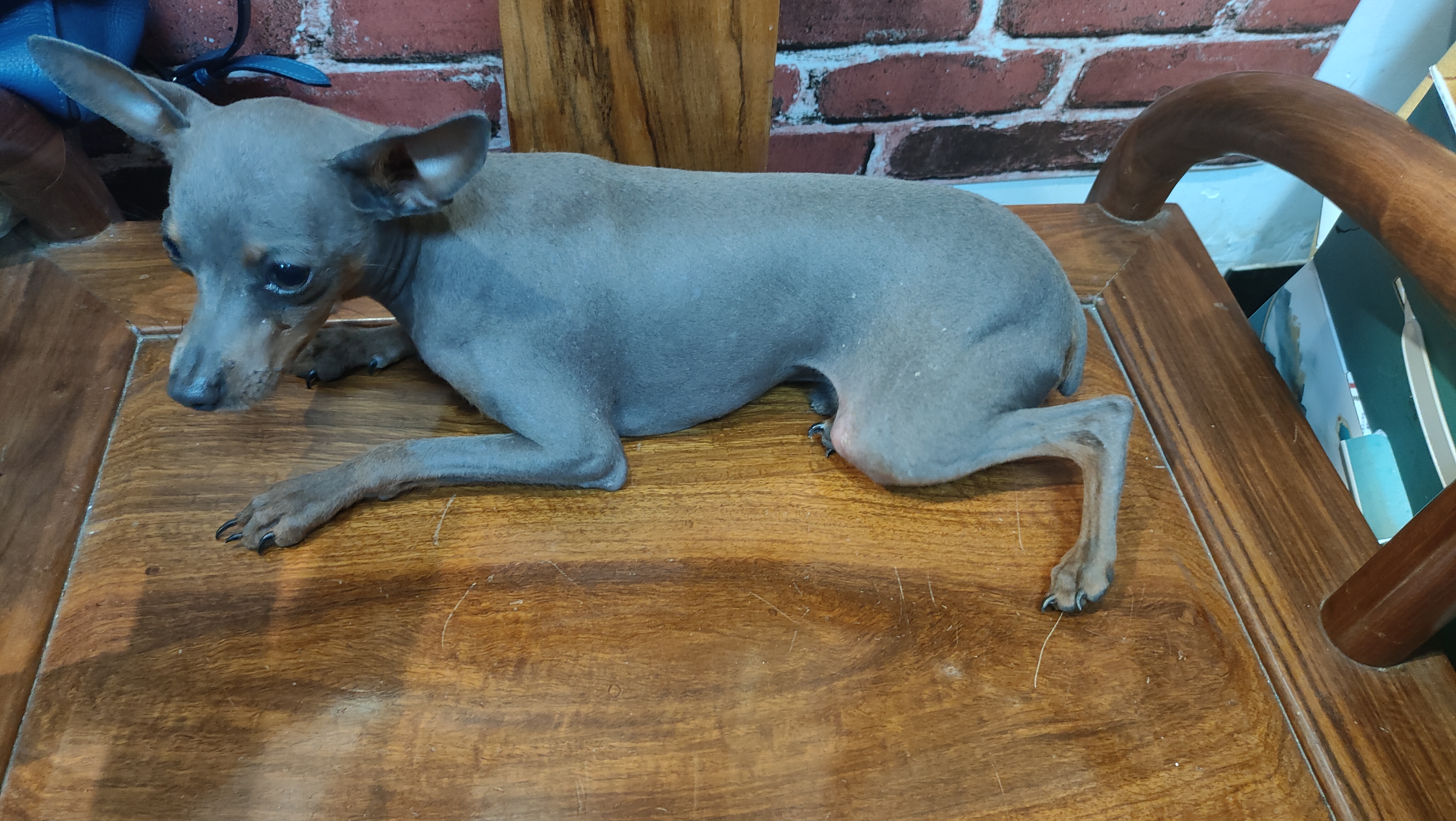 纯种小鹿犬蓝鹿，好品相公狗，品相好，小体型